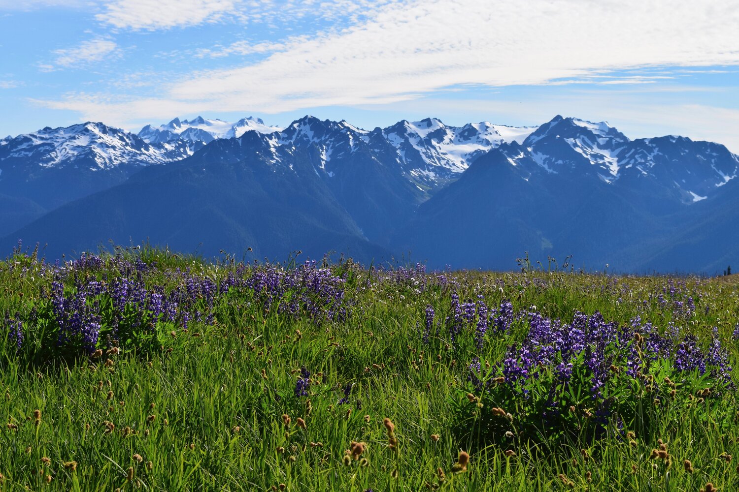 Hurricane Ridge during the summer