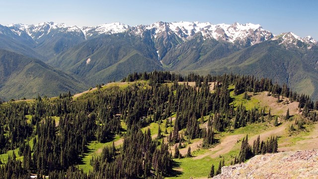 Hurricane Ridge during the summer