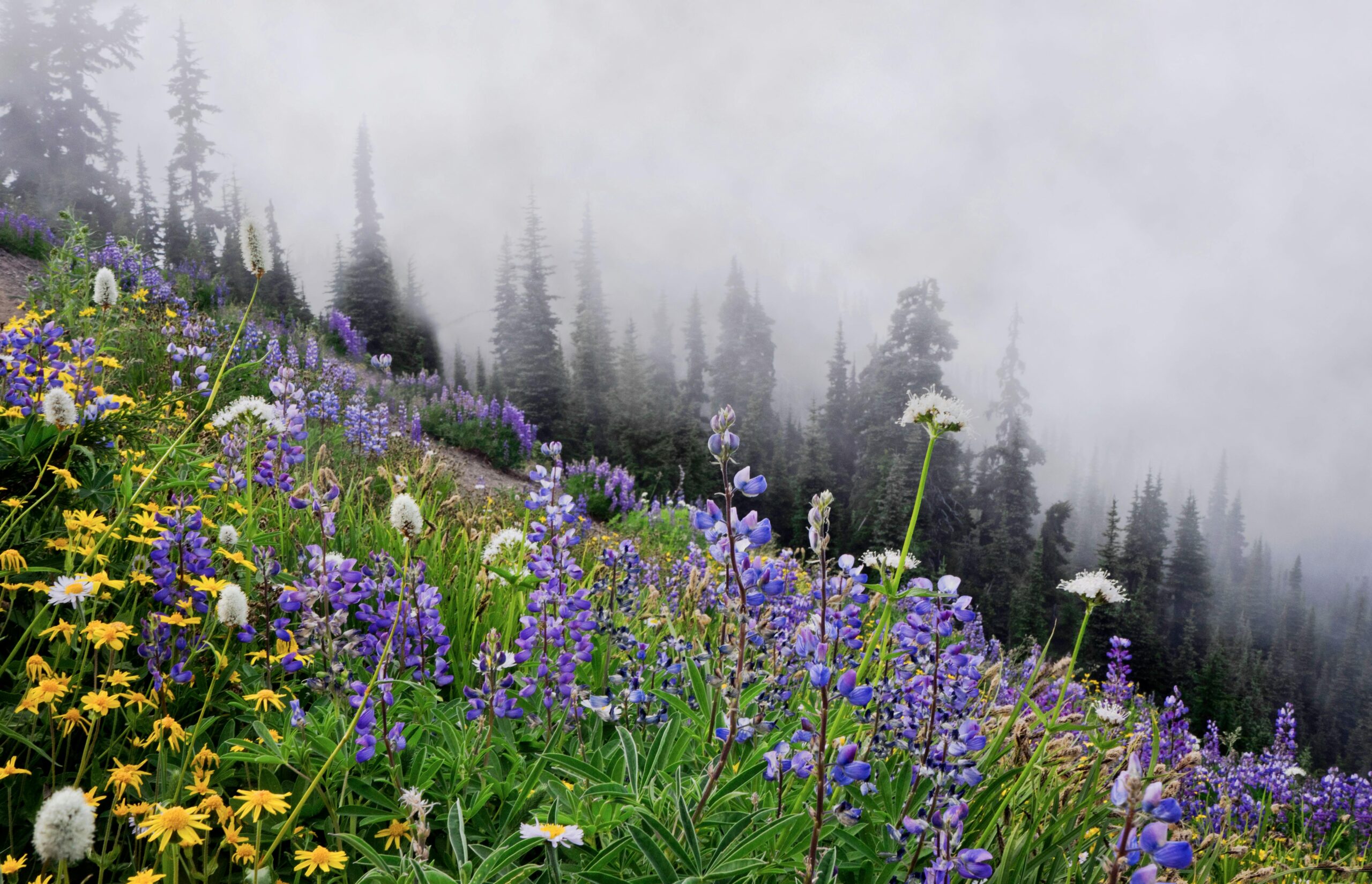 Vibrant wildflowers bloom in a misty forest setting near Port Angeles, WA.