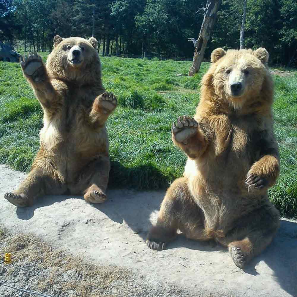 Waving bears at Olympic Game Farm